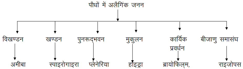 Paudhon mein Alaingik Janan ki Pramukh Vidhiyan