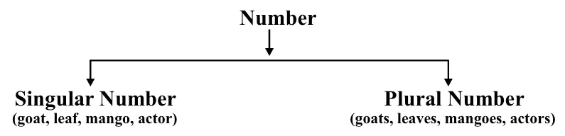 Number: Definition, Types, Examples and Exercises 1 Number Types in English Grammar